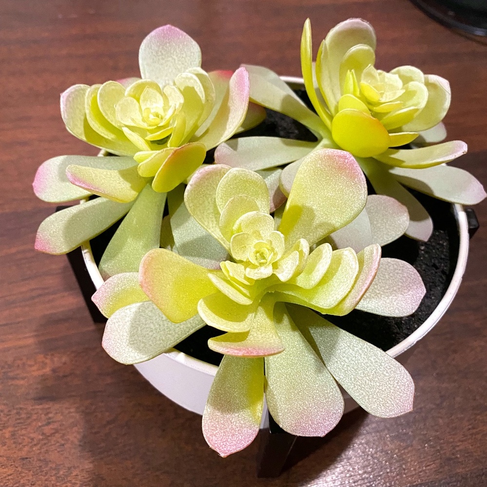 Faux Succulent in White Pot in Metal Pot 5-1/4 inch wide